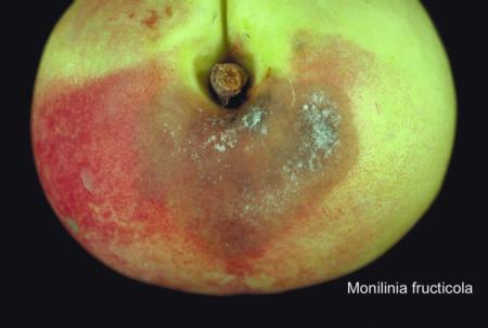 Brown Rot (4)