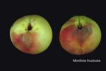 Brown Rot (2)