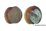 Brown Rot (5)