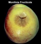 Brown Rot (6)