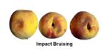 Impact Bruising (2)