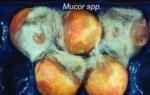 Mucor Rot