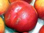 Nectarine Pitting