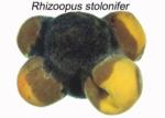 Rhizopus Rot (2)