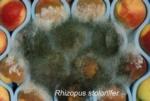 Rhizopus Rot (3)