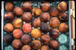 Ammonia Damage